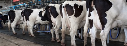 Cows in a row being milked Cows in a row being milked